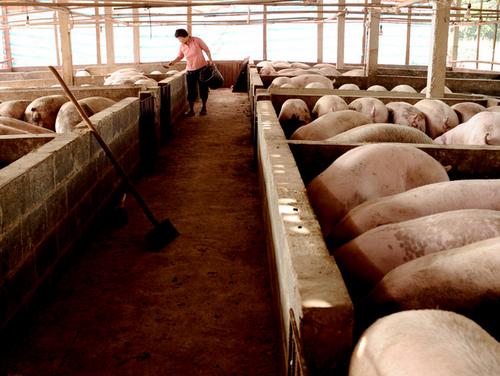 猪价出现阶段性高点养殖户需保持冷静