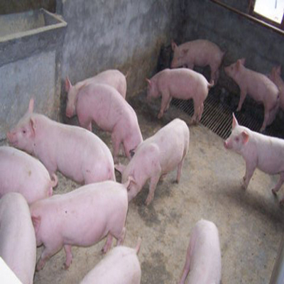 生猪的养殖,生猪的销售,饲料的销售,生猪,饲料- 韩城市兴旺养殖专业合作社