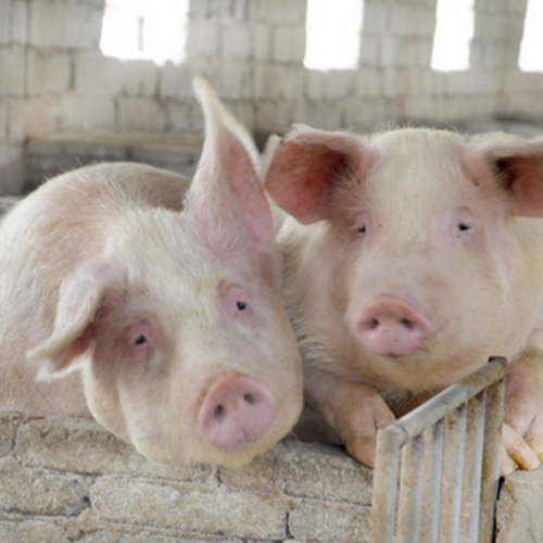 养殖种猪成年肉猪环保生猪价格优惠猪肉营养滋补食品批发