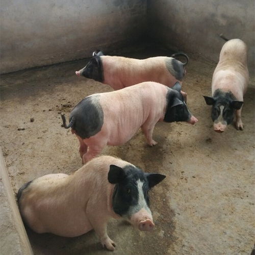 养殖场供应巴马香猪巴马香猪肉价格