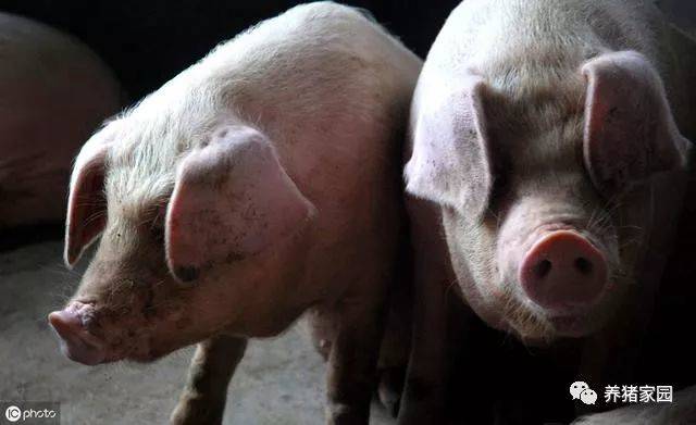 猪价上涨,从中获利的可不仅国内养殖户