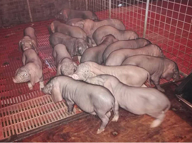 永年有香猪养殖场吗在哪里巴马小香猪多少钱一只