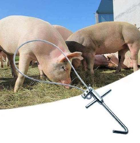 养猪场省力嘴套套索套猪钢丝绳打针牵引助产加粗固定耐用兽用养殖