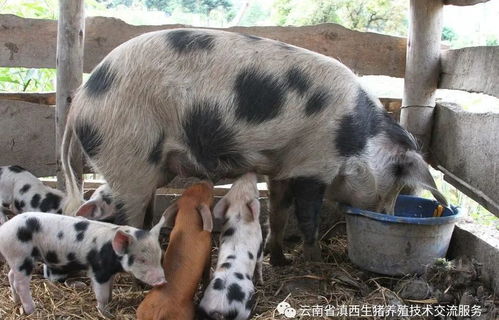 四个养母猪的知识,养猪人必看