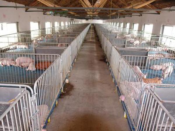 母猪产床-猪用产床-山东肥城市光法畜牧养殖设备厂