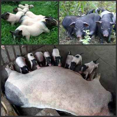温州香猪养殖巴马香猪