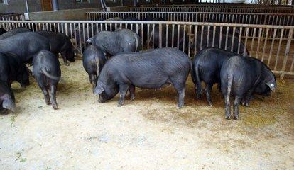 黑猪养殖成本和利润情况分析